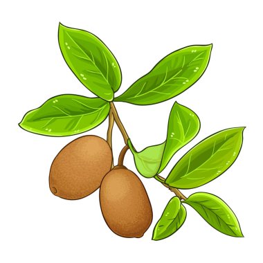 Fruits and Leaves Renkli Ayrıntılı Resimli Cupuacu Şubesi. Organik doğal besin maddeleri, vejetaryen diyet ürünleri. Tasarım veya dekorasyon için izole edilmiş vektör.