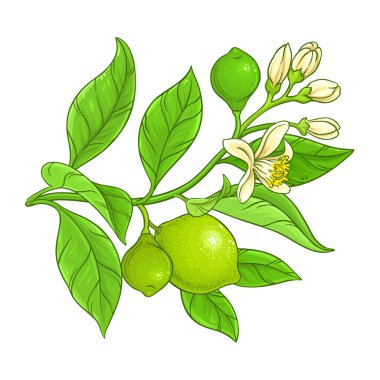 Çiçekli kireç dalı, meyveler ve yapraklar renkli resimli. Organik doğal besin maddeleri, vejetaryen diyet ürünleri. Tasarım veya dekorasyon için izole edilmiş vektör.