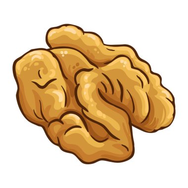 Ceviz Renkli Ayrıntılı Çizim. Organik doğal besin maddeleri, vejetaryen diyet ürünleri. Tasarım veya dekorasyon için izole edilmiş vektör.