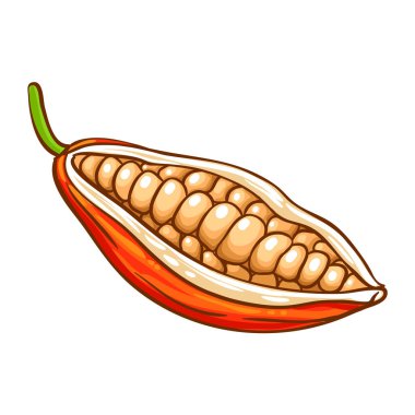 Çiçek ve Fasulye Renkli Resimli Kakao Şubesi. Organik doğal besin maddeleri, vejetaryen diyet ürünleri. Tasarım veya dekorasyon için izole edilmiş vektör.