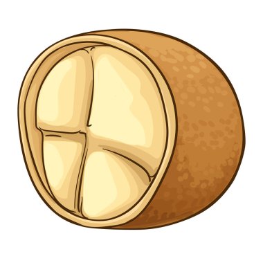 Cupuacu Fruit ve Renkli Detaylı Resimler. Organik doğal besin maddeleri, vejetaryen diyet ürünleri. Tasarım veya dekorasyon için izole edilmiş vektör.