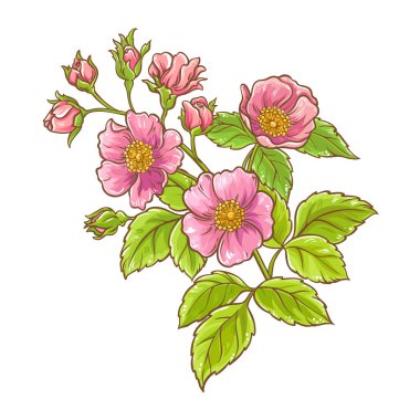 Çiçekler ve Yapraklar Renkli Çizimler 'den Dog Rose Branch. Organik, doğal, sağlıklı besin maddesi. Tasarım veya dekorasyon için izole edilmiş vektör.
