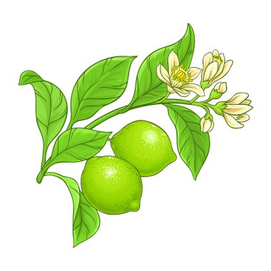 Çiçekli kireç dalı, meyveler ve yapraklar renkli resimli. Organik doğal besin maddeleri, vejetaryen diyet ürünleri. Tasarım veya dekorasyon için izole edilmiş vektör.