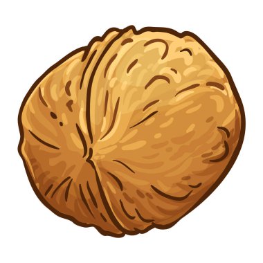 Ceviz Renkli Ayrıntılı Çizim. Organik doğal besin maddeleri, vejetaryen diyet ürünleri. Tasarım veya dekorasyon için izole edilmiş vektör.