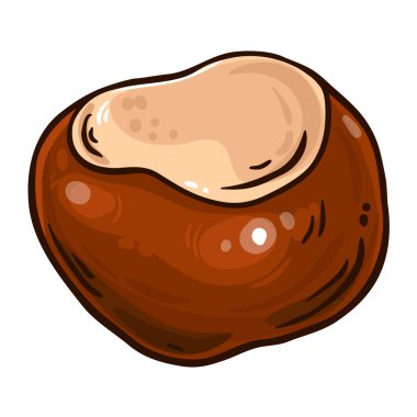 Chestnut Nut Renkli Ayrıntılı Çizim. Tasarım veya dekorasyon için izole edilmiş vektör.