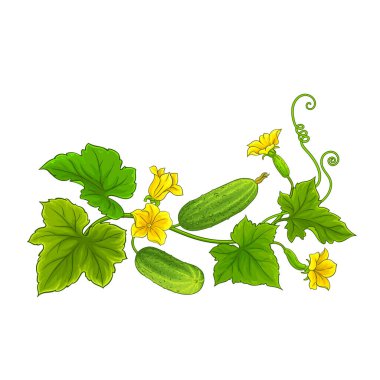 Çiçekli ve Yapraklı Salatalık Renkli Ayrıntılı Çizim. Organik doğal besin maddeleri, vejetaryen diyet ürünleri. Tasarım veya dekorasyon için izole edilmiş vektör.