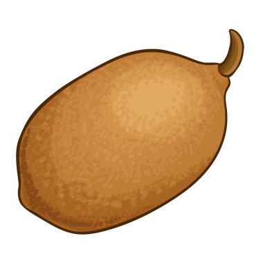 Cupuacu Fruit ve Renkli Detaylı Resimler. Organik doğal besin maddeleri, vejetaryen diyet ürünleri. Tasarım veya dekorasyon için izole edilmiş vektör.