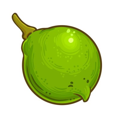 Macadamia Fındık Renkli Ayrıntılı Çizim. Organik doğal besin maddeleri, vejetaryen diyet ürünleri. Tasarım veya dekorasyon için izole edilmiş vektör