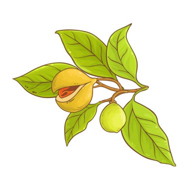 Nutmeg Branch with Nuts and Leaves Colored Detailed Illustration. Organik doğal besin maddeleri, vejetaryen diyet ürünleri. Tasarım veya dekorasyon için izole edilmiş vektör.