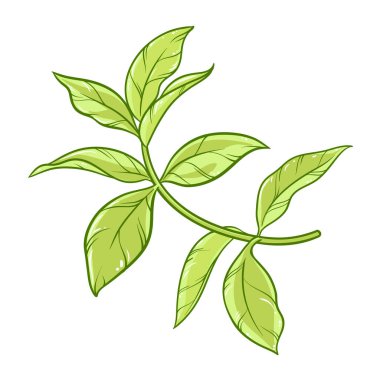 Yaprakları Renkli Ayrıntılı Resimli Çay Fabrikası. Tasarım veya dekorasyon için izole edilmiş vektör.