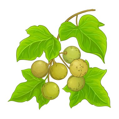 Fruits and Leaves ile Kukui Branch Renkli Ayrıntılı Resimler. Tasarım veya dekorasyon için izole edilmiş vektör.