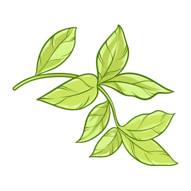 Yaprakları Renkli Ayrıntılı Resimli Çay Fabrikası. Tasarım veya dekorasyon için izole edilmiş vektör.