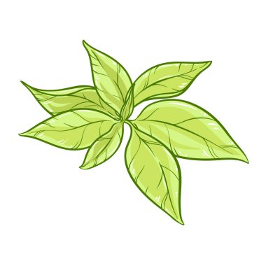 Yaprakları Renkli Ayrıntılı Resimli Çay Fabrikası. Tasarım veya dekorasyon için izole edilmiş vektör.