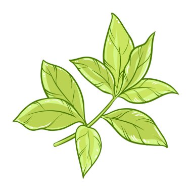 Yaprakları Renkli Ayrıntılı Resimli Çay Fabrikası. Tasarım veya dekorasyon için izole edilmiş vektör.