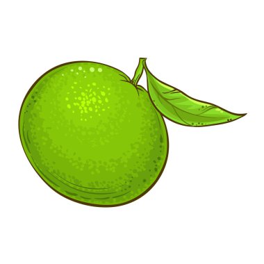 Tangerine Fruit Renkli Ayrıntılı Çizim. Organik doğal besin maddeleri, vejetaryen diyet ürünleri. Tasarım veya dekorasyon için izole edilmiş vektör.