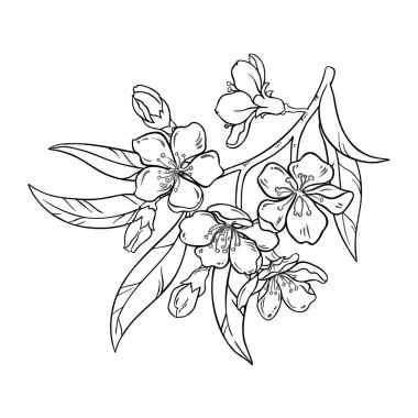 Çiçekler ve Yapraklar Çizimi ile Badem Şubesi. Organik doğal besin maddeleri, vejetaryen diyet ürünleri. Tasarım veya dekorasyon için izole edilmiş vektör.