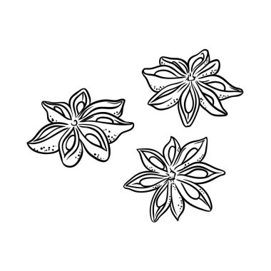 Anise Tohumlar Çizim Çizimi. Kozmetik, spa, aromaterapi, sağlık hizmetleri için temel yağ bileşeni. Organik doğal besleyici sağlıklı baharat. Tasarım veya dekorasyon için izole edilmiş vektör.