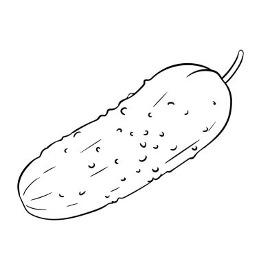 Salatalık Sebze Taslak Çizimi. Organik doğal besin maddeleri, vejetaryen diyet ürünleri. Tasarım veya dekorasyon için izole edilmiş vektör.