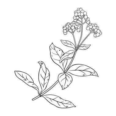 Çilekli Allspice Plant ve Yaprak Tasviri. Organik, doğal, sağlıklı, baharatlı bir besin. Tasarım veya dekorasyon için izole edilmiş vektör.