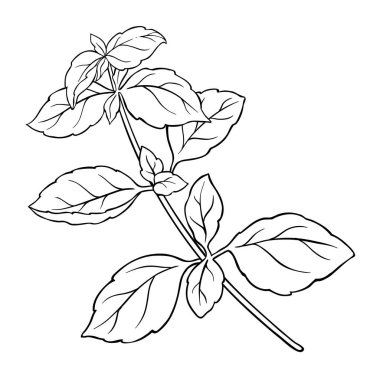 Basil Branch ve Leaves Outline Illustration. Kozmetik ve aromaterapi için gerekli yağ bileşeni. Organik, doğal, sağlıklı besin maddesi. Tasarım veya dekorasyon için izole edilmiş vektör.