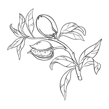 Nuts and Leaves Outline Illustration ile badem şubesi. Organik doğal besin maddeleri, vejetaryen diyet ürünleri. Tasarım veya dekorasyon için izole edilmiş vektör.