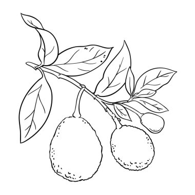 Fruits and Leaves Outline Illustration ile Avokado Şubesi. Organik doğal besin maddeleri, vejetaryen diyet ürünleri. Tasarım veya dekorasyon için izole edilmiş vektör.