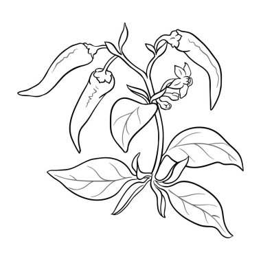 Çiçekli Cayenne Biber Bitkisi, Yapraklar ve Fruits Outline Illustration. Organik doğal besin maddeleri, vejetaryen diyet ürünleri. Tasarım veya dekorasyon için izole edilmiş vektör.