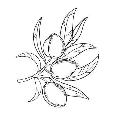 Nuts and Leaves Outline Illustration ile badem şubesi. Organik doğal besin maddeleri, vejetaryen diyet ürünleri. Tasarım veya dekorasyon için izole edilmiş vektör.