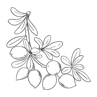 Argan Branch Tasviri. Kozmetik, spa, aromaterapi, sağlık, alternatif tıp malzemeleri. Tasarım veya dekorasyon için izole edilmiş vektör.