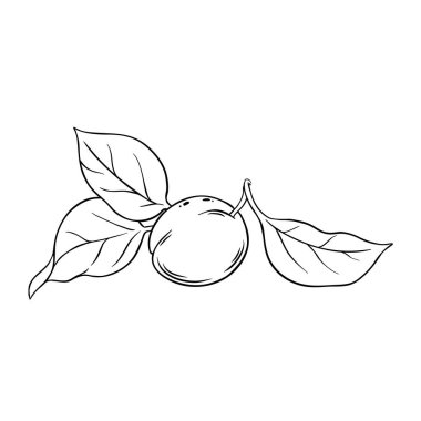 Leaves Outline Illustration ile kayısı meyvesi. Organik doğal besin maddeleri, vejetaryen diyet ürünleri. Tasarım veya dekorasyon için izole edilmiş vektör.