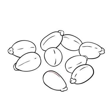 Castor Tohumları Çizim Çizimi. Tasarım veya dekorasyon için izole edilmiş vektör.