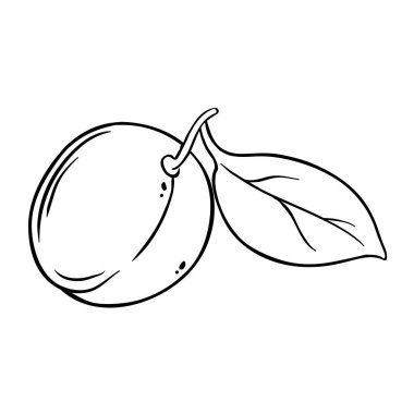 Leaves Outline Illustration ile kayısı meyvesi. Organik doğal besin maddeleri, vejetaryen diyet ürünleri. Tasarım veya dekorasyon için izole edilmiş vektör.