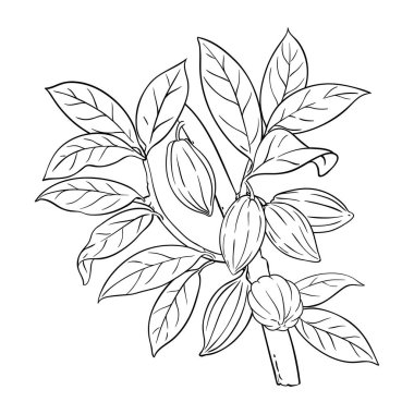 Fasulye ve yapraklı kakao şubesi tasviri. Organik doğal besin maddeleri, vejetaryen diyet ürünleri. Tasarım veya dekorasyon için izole edilmiş vektör.