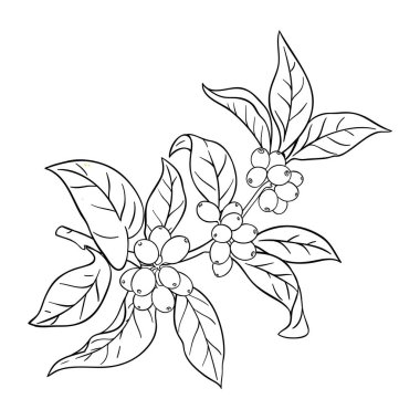 Böğürtlenli kahve şubesi tasviri. Organik doğal besin bileşeni. Tasarım veya dekorasyon için izole edilmiş vektör.
