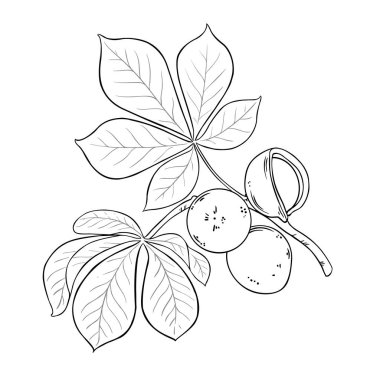 Çiçekli Fındıklı ve Yapraklı Mongongo Şubesi Renkli Ayrıntılı Resimler. Tasarım veya dekorasyon için izole edilmiş vektör.