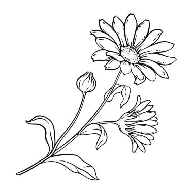Çiçekler ve Yapraklar Çizimi olan Calendula Bitkisi. Tasarım veya dekorasyon için izole edilmiş vektör.