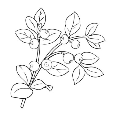 Berry ve Leaves Outline Illustration ile Bilberry Branch. Organik doğal besin maddeleri, vejetaryen diyet ürünleri..
