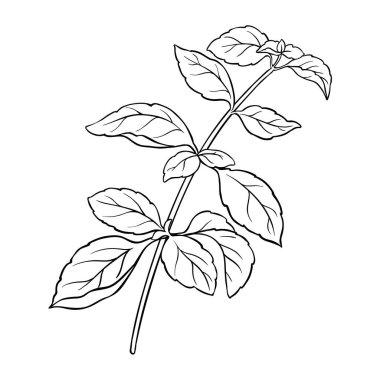 Basil Branch ve Leaves Outline Illustration. Aromaterapi ve sağlık hizmetleri için temel yağ bileşeni. Organik, doğal, sağlıklı besin maddesi. Tasarım veya dekorasyon için izole edilmiş vektör.