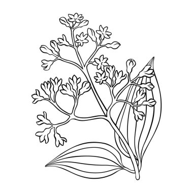 Çiçekli ve Yapraklı Tarçın Şubesi Renkli Ayrıntılı Çizim. Organik, doğal, sağlıklı besin maddesi. Tasarım veya dekorasyon için izole edilmiş vektör.