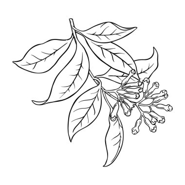 Çiçek ve Tohum Özeti İllüstrasyonlu karanfil Şubesi. Organik doğal beslenme baharatı. Tasarım veya dekorasyon için izole edilmiş vektör.
