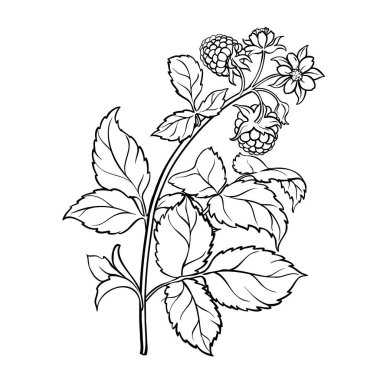 Çiçekler ve Böğürtlenlerle Böğürtlen Özeti Çizimi. Organik doğal besin maddeleri, vejetaryen diyet ürünleri. Tasarım veya dekorasyon için izole edilmiş vektör.