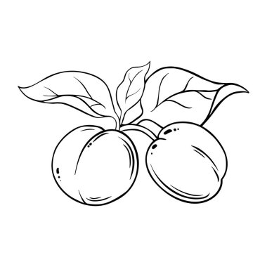Leaves Outline Illustration ile kayısı meyvesi. Organik doğal besin maddeleri, vejetaryen diyet ürünleri. Tasarım veya dekorasyon için izole edilmiş vektör.