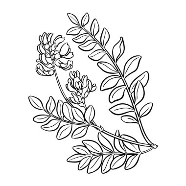Astragalus Şubesi, Çiçeklerin Dış Hatları Çizimi. Tasarım veya dekorasyon için izole edilmiş vektör.