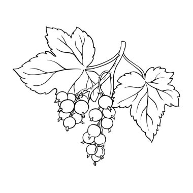 Böğürtlenli ve yapraklı siyah frenk üzümü dalı. Organik doğal besin maddeleri, vejetaryen diyet ürünleri. Tasarım veya dekorasyon için izole edilmiş vektör.