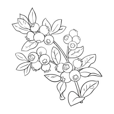 Böğürtlenli Böğürtlen Özeti Çizimi. Organik doğal besin maddeleri, vejetaryen diyet ürünleri. Tasarım veya dekorasyon için izole edilmiş vektör.