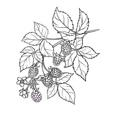 Çiçekler ve Böğürtlenlerle Böğürtlen Özeti Çizimi. Organik doğal besin maddeleri, vejetaryen diyet ürünleri. Tasarım veya dekorasyon için izole edilmiş vektör.
