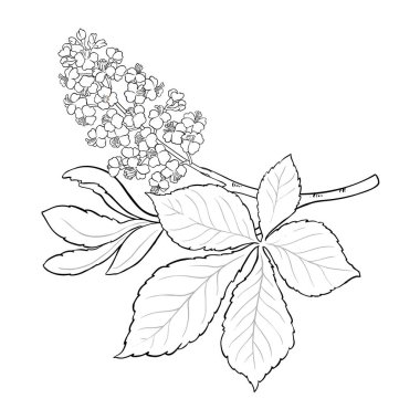 Chestnut Branch ve Flowers and Leaves Outline Illustration. Tasarım veya dekorasyon için izole edilmiş vektör.