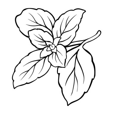 Leaves Outline Illustration ile Basil Branch. Organik doğal beslenme içeriği, vejetaryen diyet ürünü. Tasarım veya dekorasyon için izole edilmiş vektör.