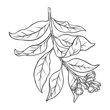 Çiçek ve Tohum Özeti İllüstrasyonlu karanfil Şubesi. Organik doğal beslenme baharatı. Tasarım veya dekorasyon için izole edilmiş vektör.
