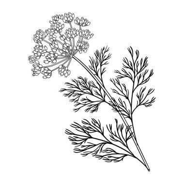 Dill Plant with Flowers and Leaves Outline Illustration. Organik doğal besin maddeleri, vejetaryen diyet ürünleri. Tasarım veya dekorasyon için izole edilmiş vektör.